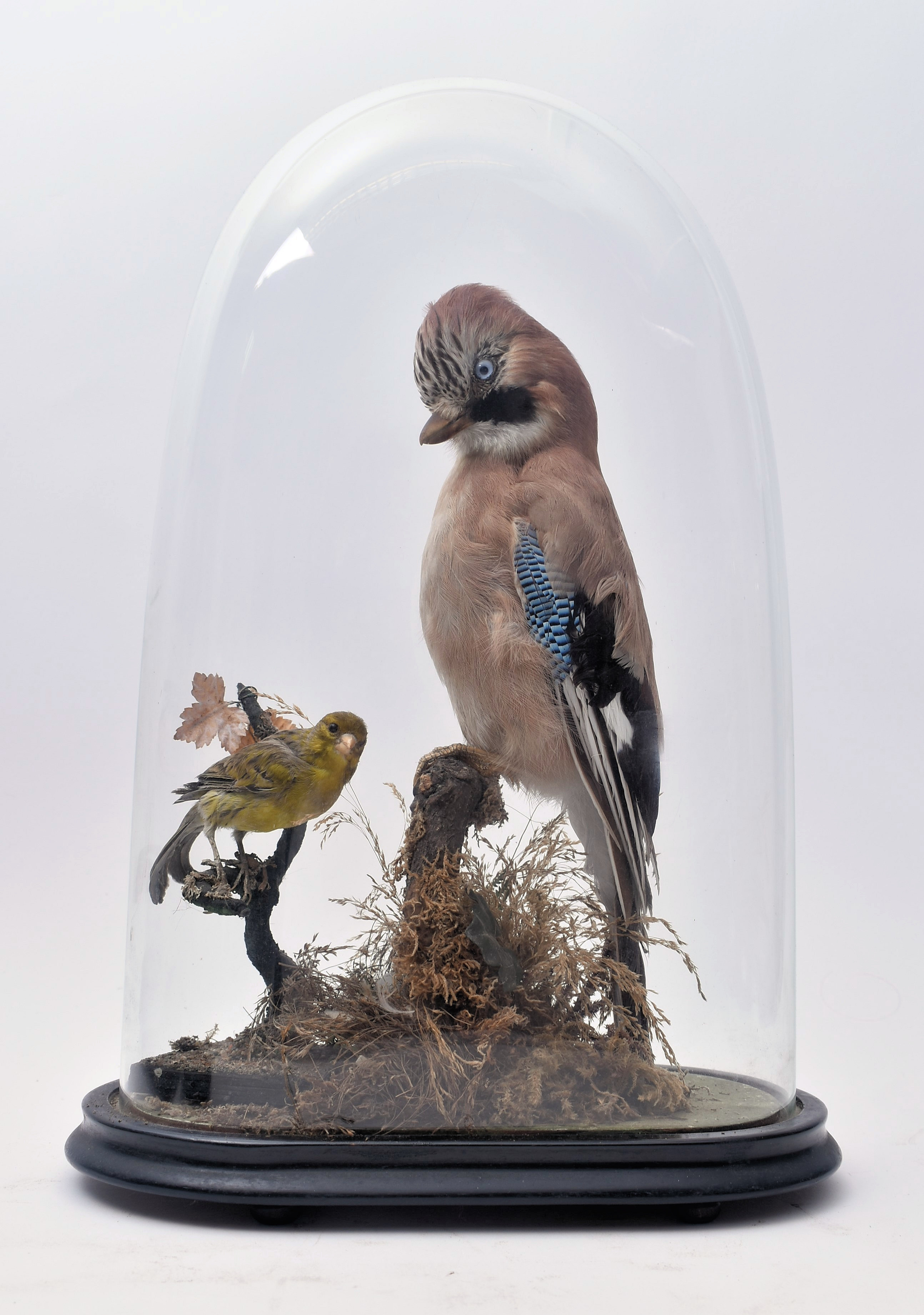 TAXIDERMY - LATE VICTORIAN STUDY OF JAY & GREEN FINCH IN DOME