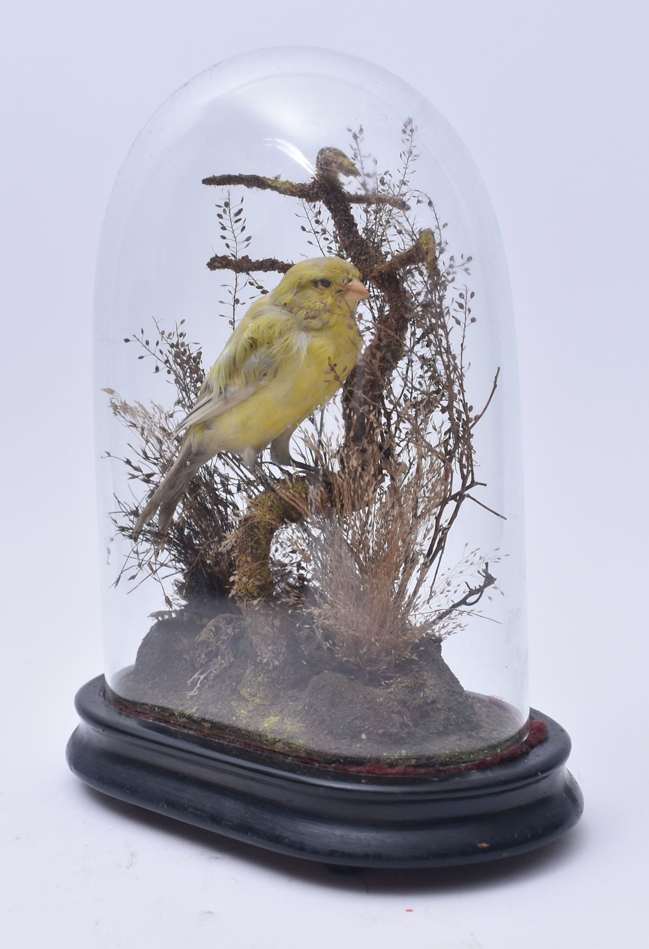 TAXIDERMY - VICTORIAN STUDY OF GREEN FINCH IN GLASS DOME - Image 2 of 4