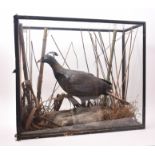 TAXIDERMY - 19TH CENTURY CASED HIMALAYAN MONAL BIRD