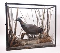 TAXIDERMY - 19TH CENTURY CASED HIMALAYAN MONAL BIRD