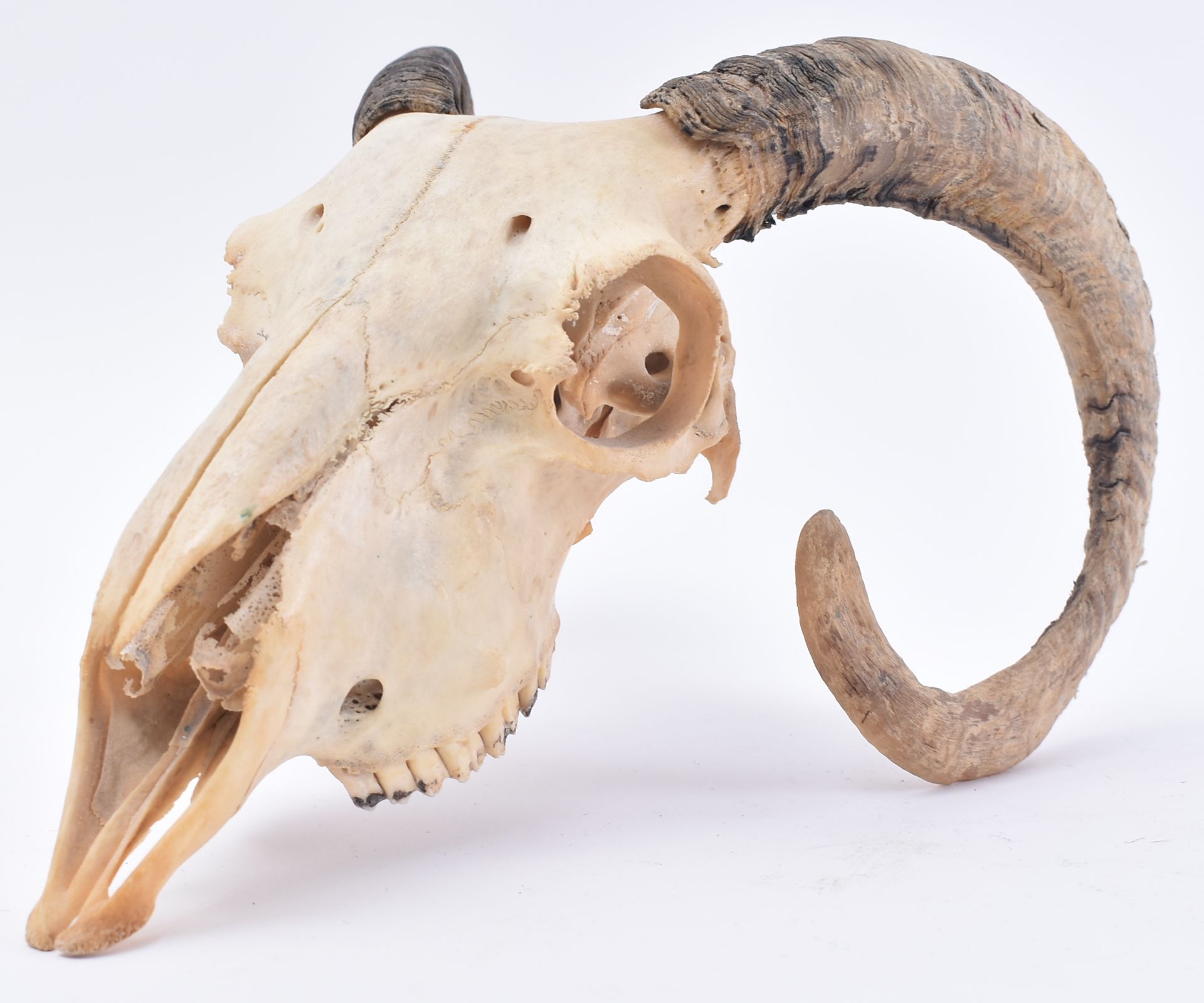 SEVEN EARLY 20TH CENTURY MOUNTED ANIMAL SKULLS - Image 2 of 7