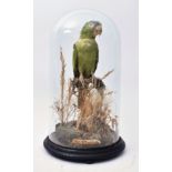 TAXIDERMY - VICTORIAN STUDY OF BLUE-CROWNED PARROT IN DOME