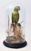 TAXIDERMY - VICTORIAN STUDY OF BLUE-CROWNED PARROT IN DOME