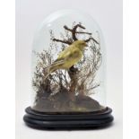 TAXIDERMY - VICTORIAN STUDY OF GREEN FINCH IN GLASS DOME
