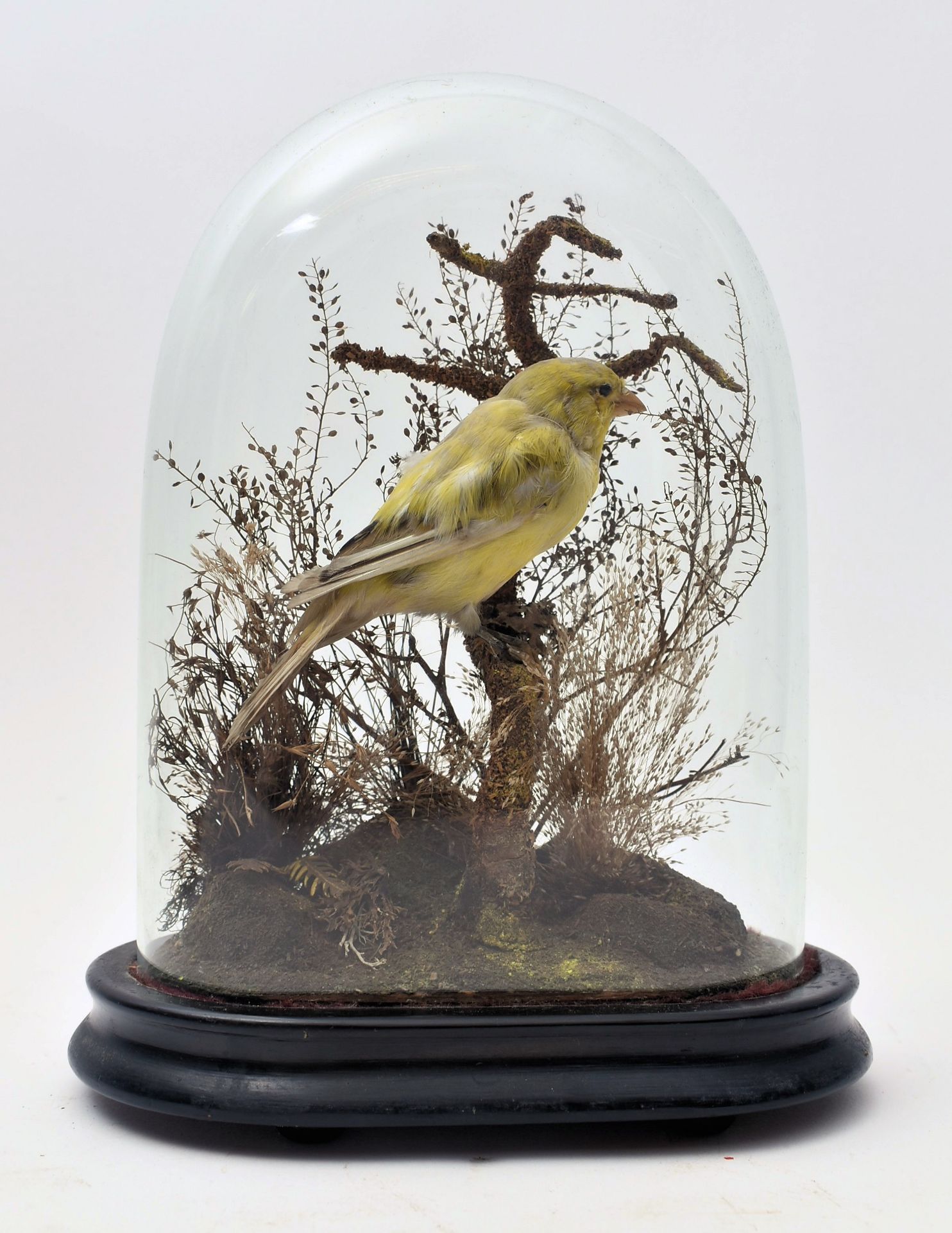 TAXIDERMY - VICTORIAN STUDY OF GREEN FINCH IN GLASS DOME