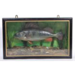 TAXIDERMY - A PRESERVED & CASED PERCH FISH