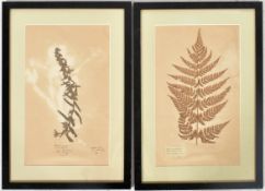 PAIR FRAMED VICTORIAN DRIED FERNS WITH SCIENTIFIC NOTATIONS
