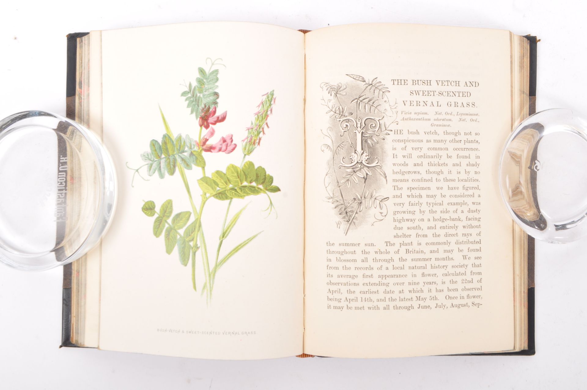 FAMILIAR WILD FLOWERS - F. EDWARD HULME - FIVE BOOKS - Image 6 of 7