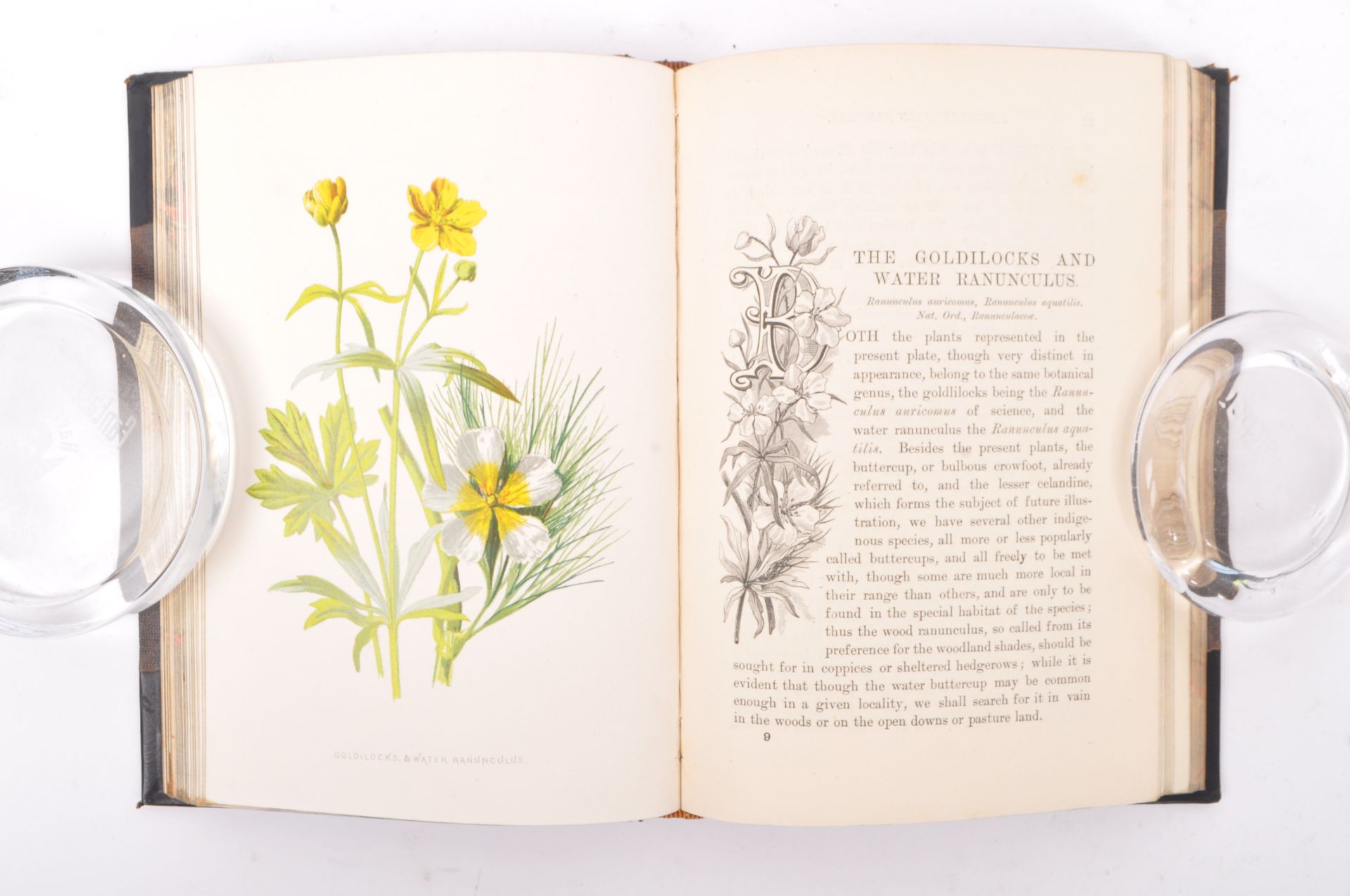FAMILIAR WILD FLOWERS - F. EDWARD HULME - FIVE BOOKS - Image 4 of 7