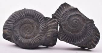 A PAIR OF MATCHED PYRITE AMMONITE FOSSILS