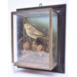 19TH CENTURY TAXIDERMY GOLDFINCH CASED IN GLASS WALL CABINET