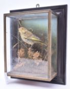 19TH CENTURY TAXIDERMY GOLDFINCH CASED IN GLASS WALL CABINET
