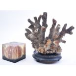 NATURAL HISTORY - ELKHORN CORAL SPECIMEN & CASED SEA URCHIN