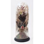 TAXIDERMY - VICTORIAN STUDY OF RED CARDINAL & FINCH IN DOME