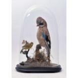 TAXIDERMY - LATE VICTORIAN STUDY OF JAY & GREEN FINCH IN DOME