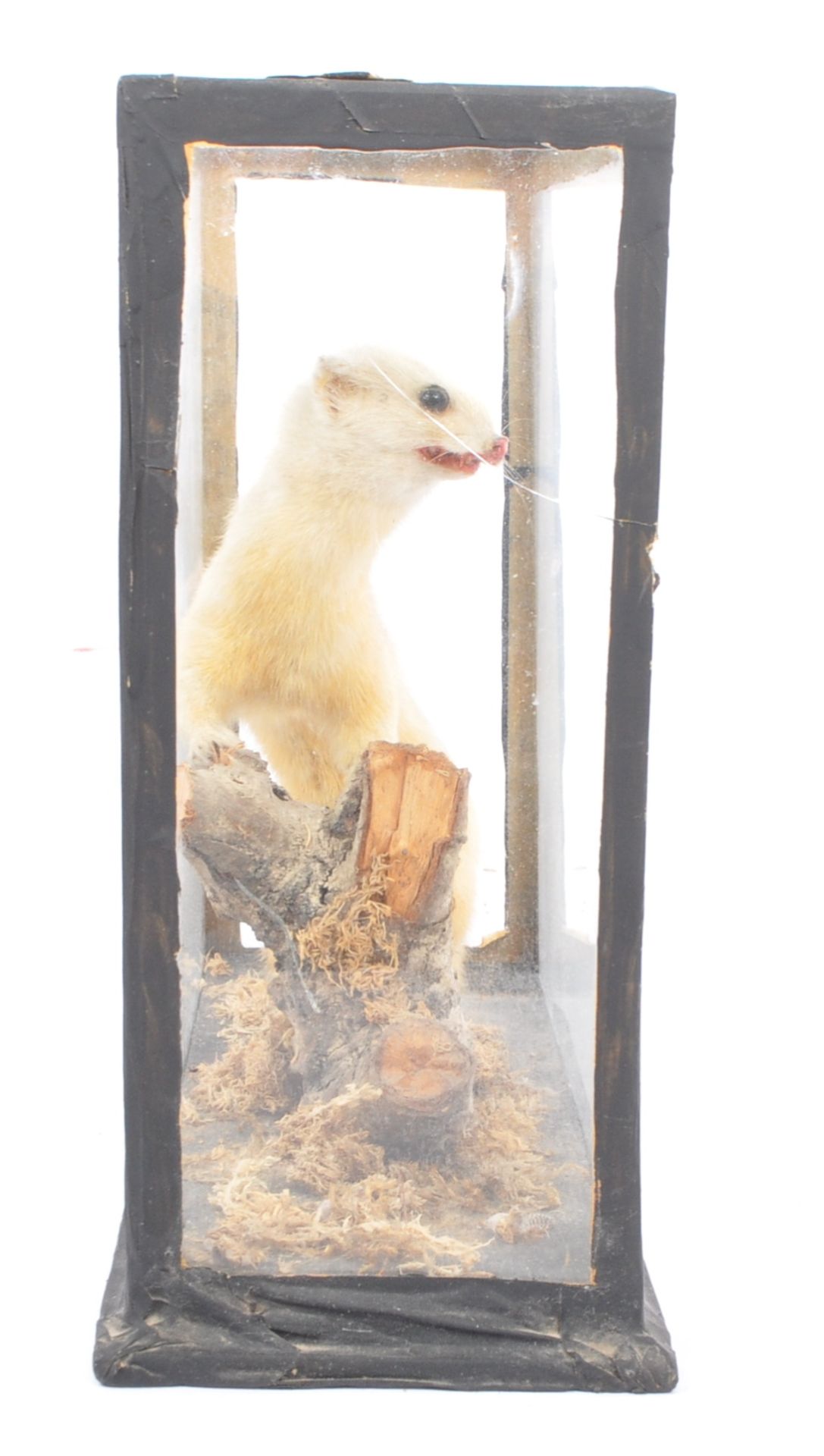 OF TAXIDERMY INTEREST - MID 20TH CENTURY STOAT / WEASEL CASED - Image 4 of 4