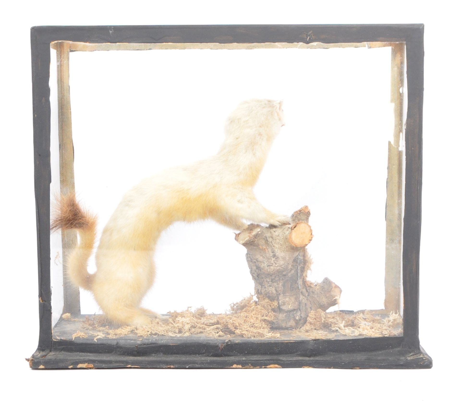 OF TAXIDERMY INTEREST - MID 20TH CENTURY STOAT / WEASEL CASED - Image 3 of 4