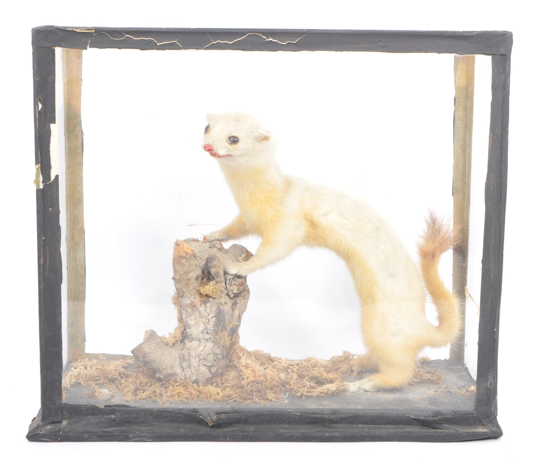 OF TAXIDERMY INTEREST - MID 20TH CENTURY STOAT / WEASEL CASED