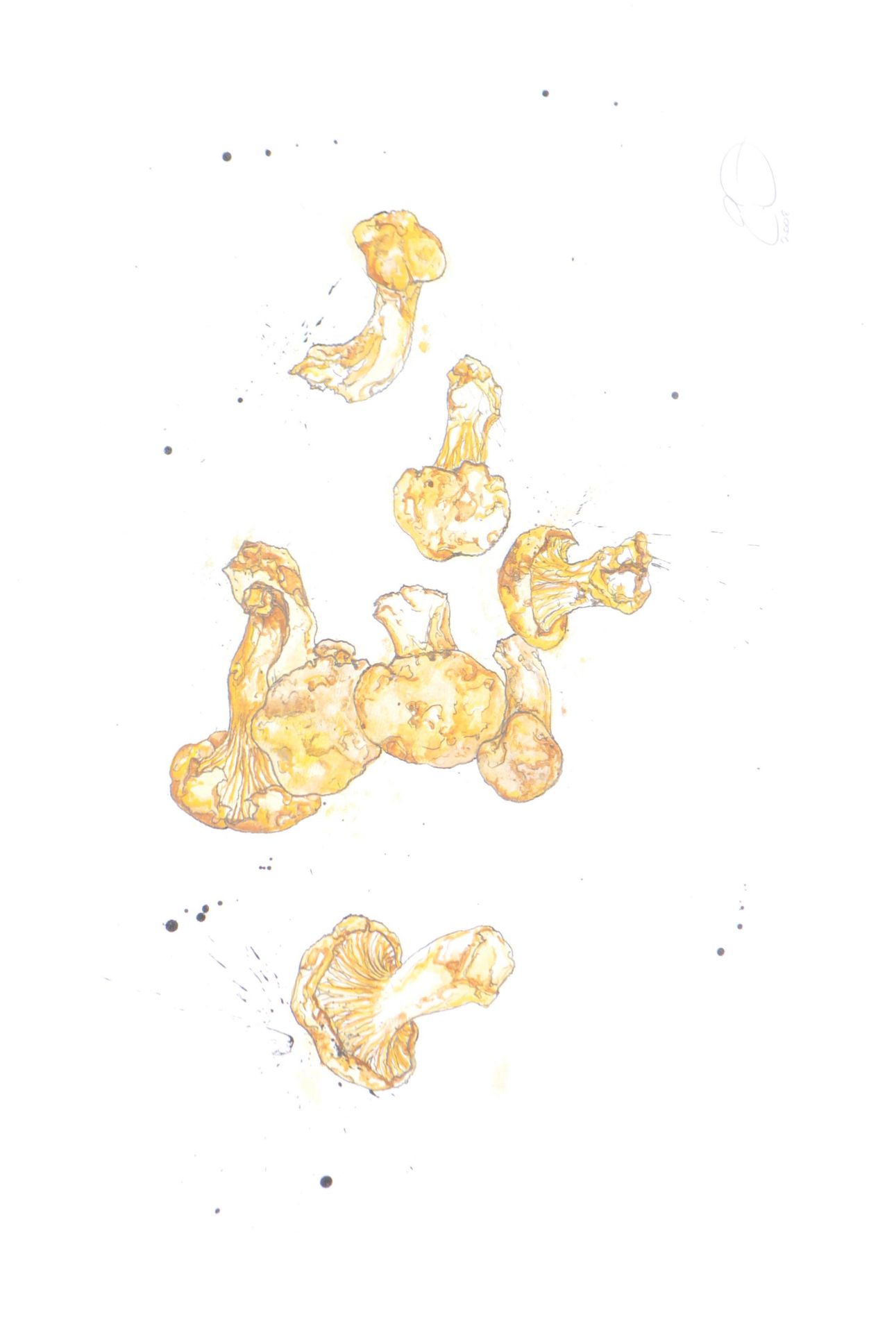 THREE EMMA DIBBEN INK & WATERCOLOUR FOOD ILLUSTRATIONS - Image 3 of 5