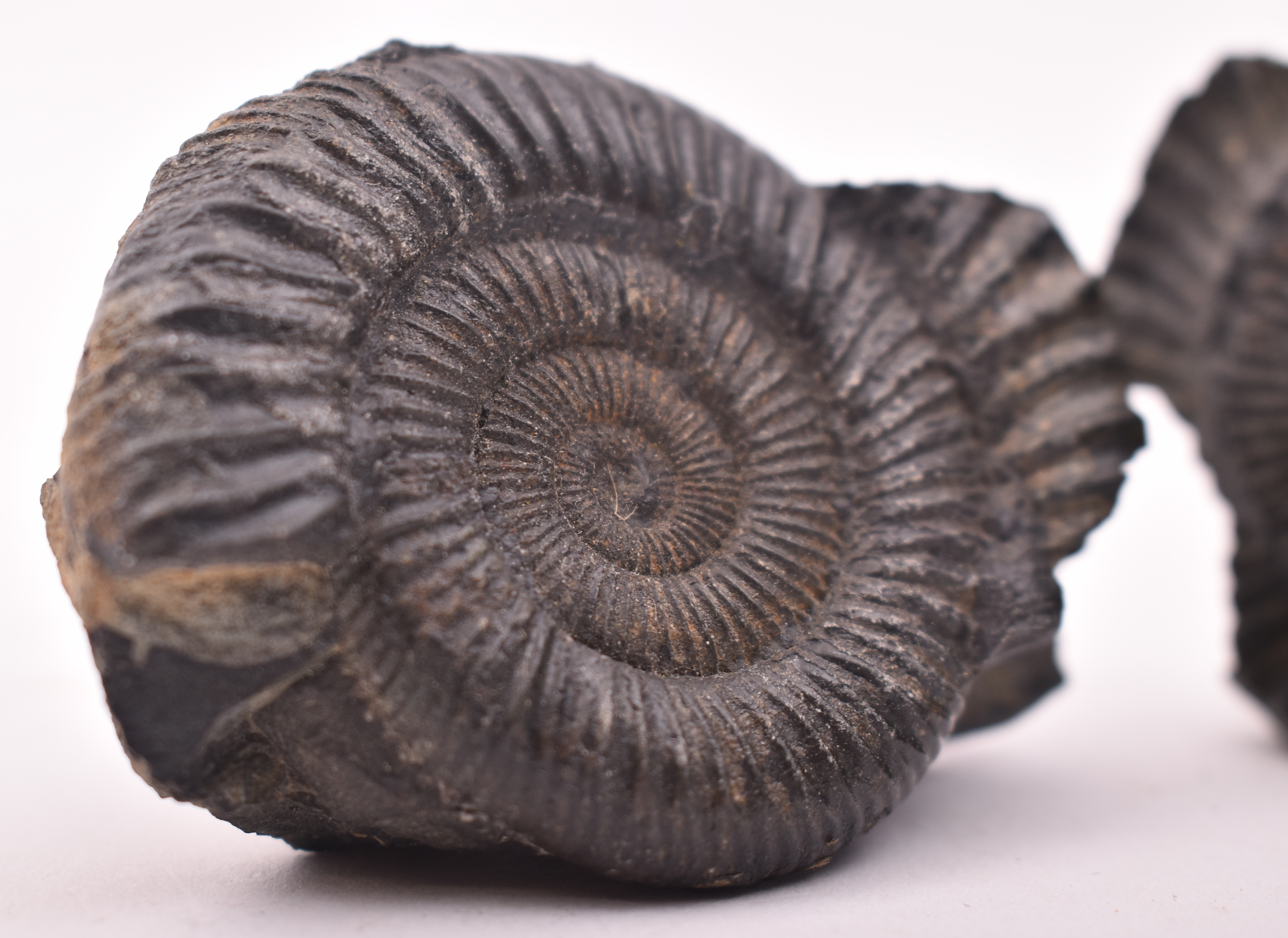 PAIR OF MATCHED PYRITE AMMONITE FOSSILS - Image 3 of 5