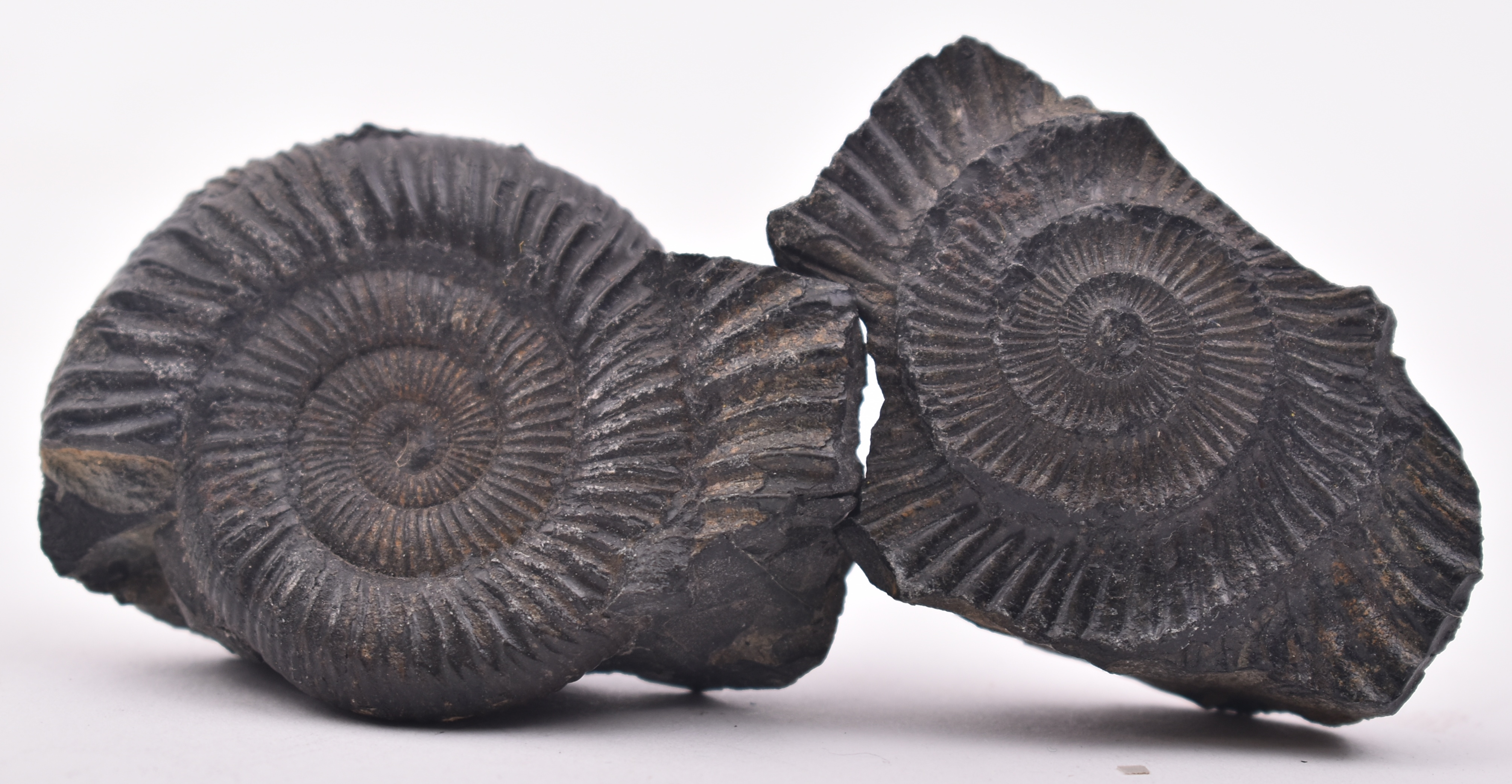 PAIR OF MATCHED PYRITE AMMONITE FOSSILS