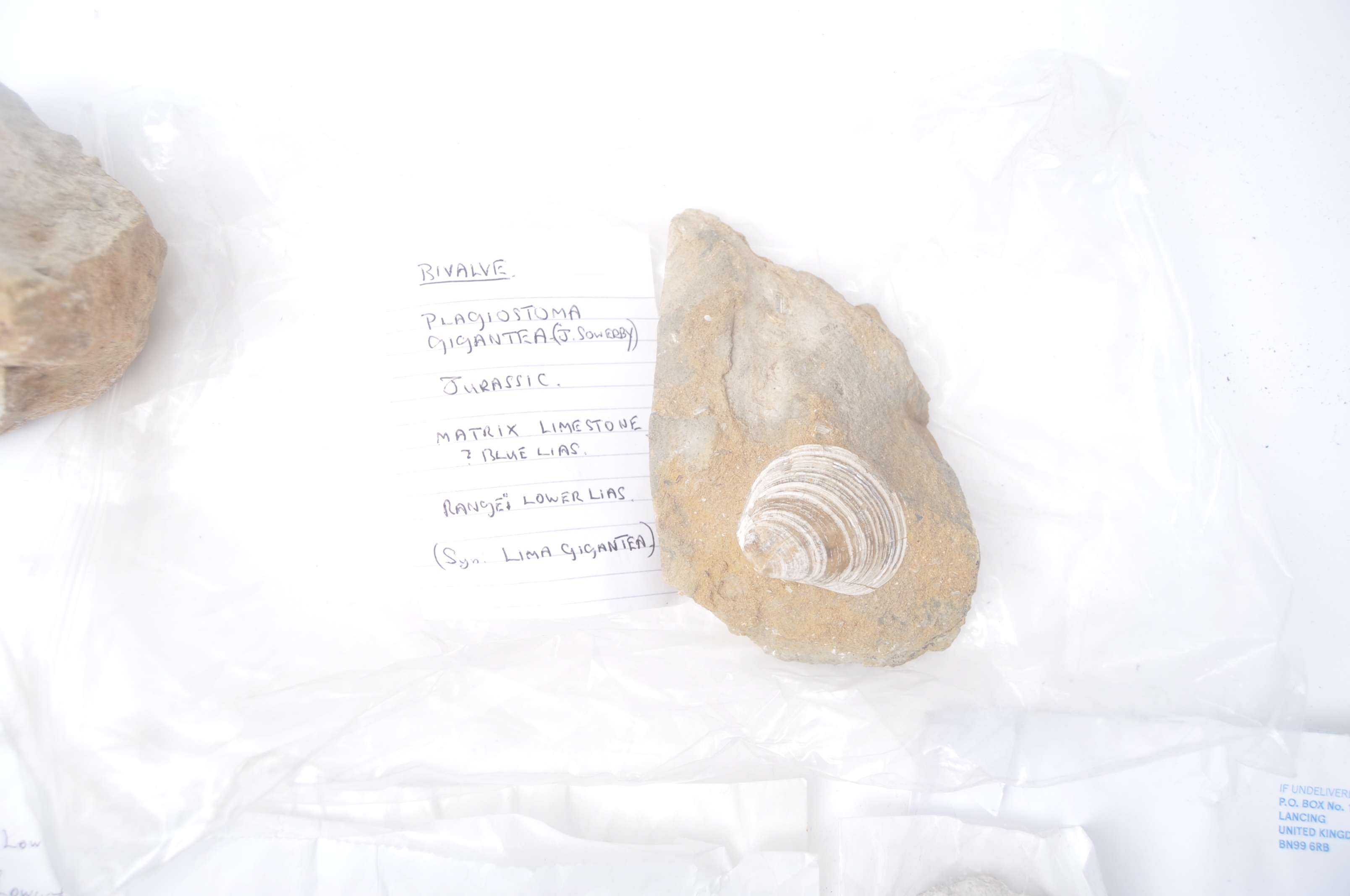 NATURAL HISTORY - QUANTITY OF FOSSILS & BIVALVES - Image 3 of 7