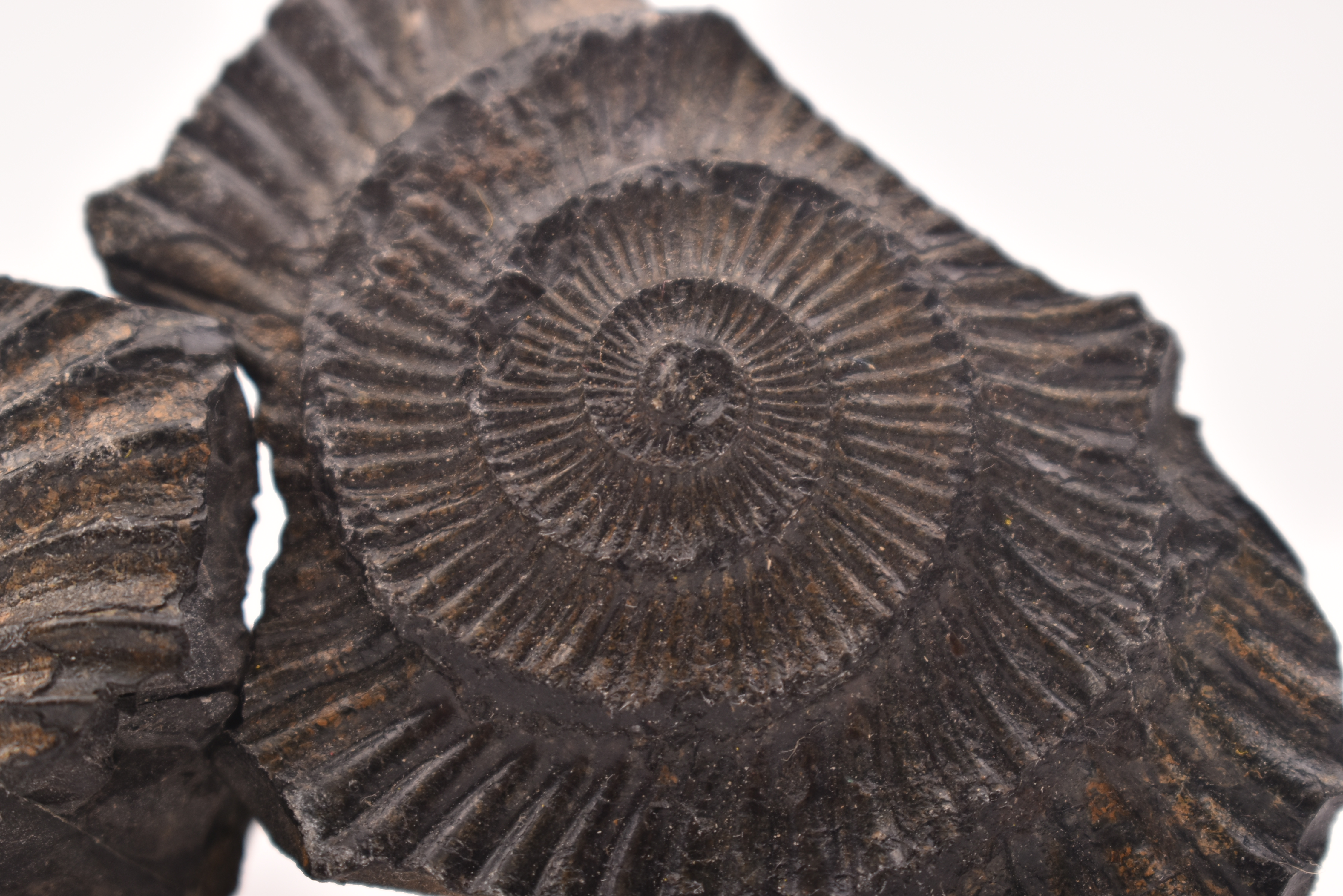 PAIR OF MATCHED PYRITE AMMONITE FOSSILS - Image 2 of 5