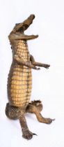 LARGE EARLY 20TH CENTURY TAXIDERMY UPRIGHT CROCODILE