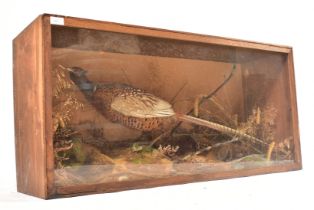CASED EARLY 20TH CENTURY CASED TAXIDERMY PHEASANT