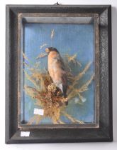 TAXIDERMY - MID 20TH CENTURY STUDY OF A GULLFINCH BIRD