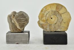 TWO GEOLOGICAL NATURAL HISTORY MINERAL FOSSILS