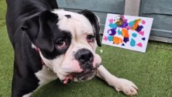 The Mutt Gala - Bristol Animal Rescue Centre (Bristol A.R.C.) - Charity Auction Of Animal Artwork