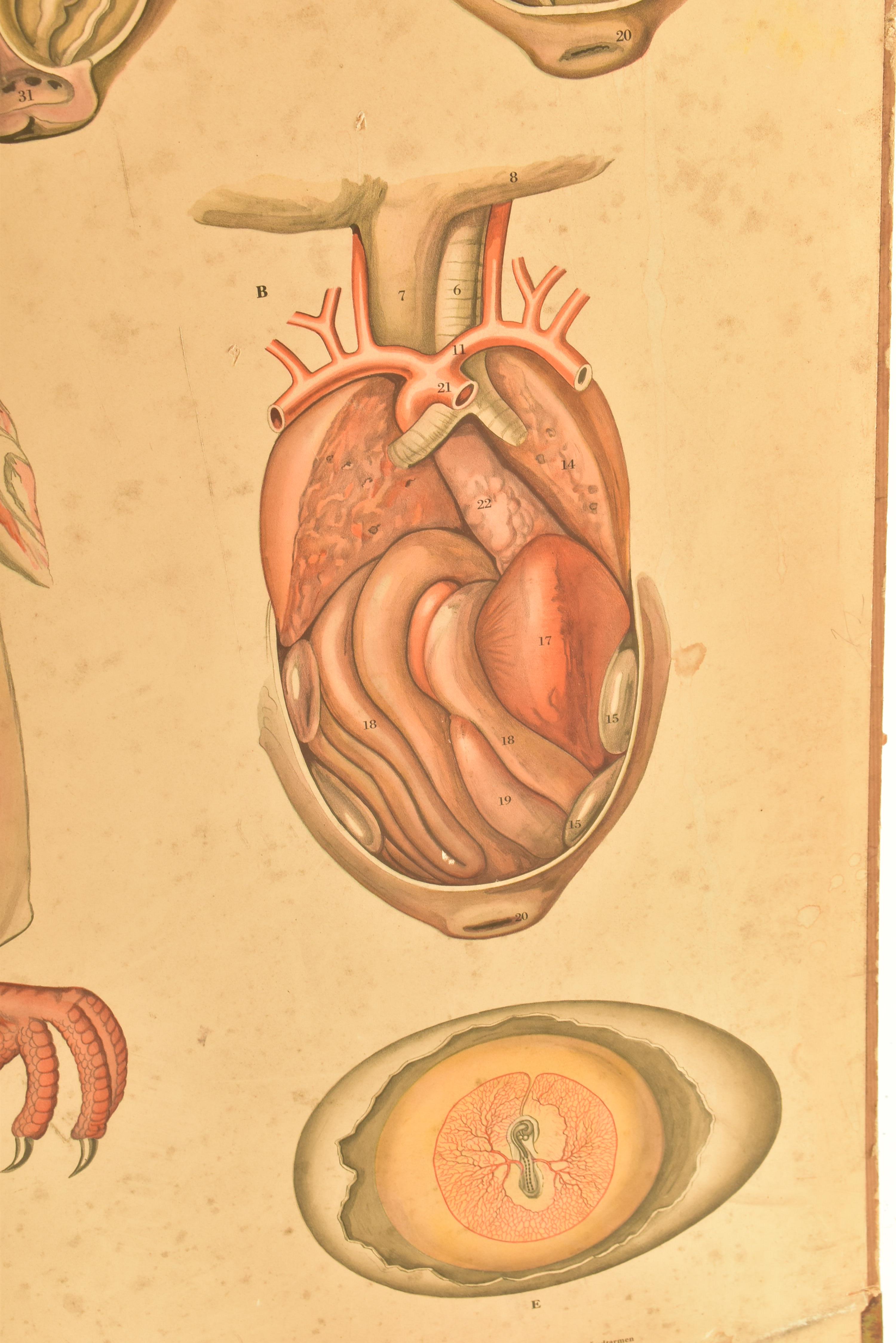 MID CENTURY SWEDISH ANATOMICAL EDUCATIONAL PRINT - Image 4 of 8