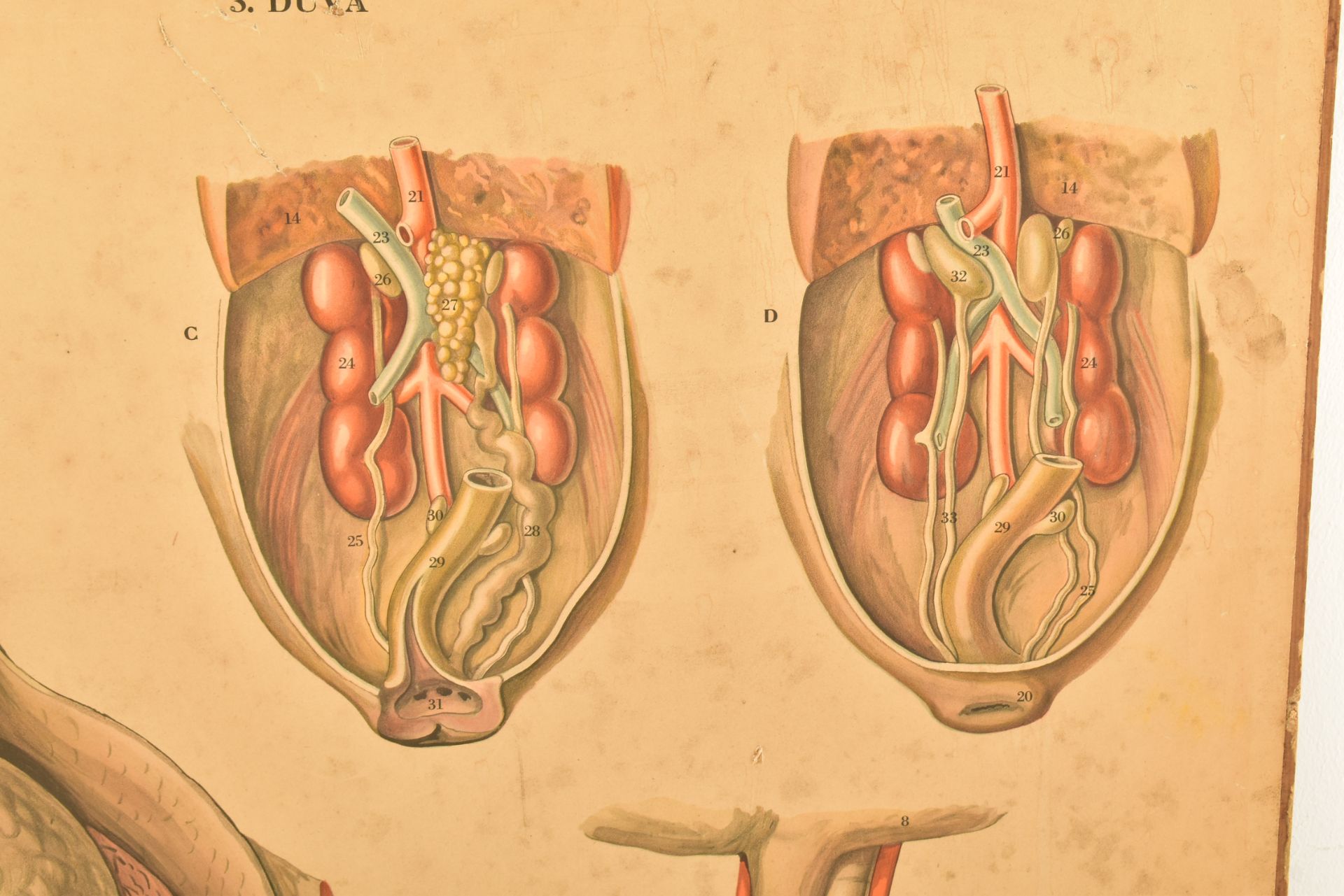 MID CENTURY SWEDISH ANATOMICAL EDUCATIONAL PRINT - Image 3 of 8