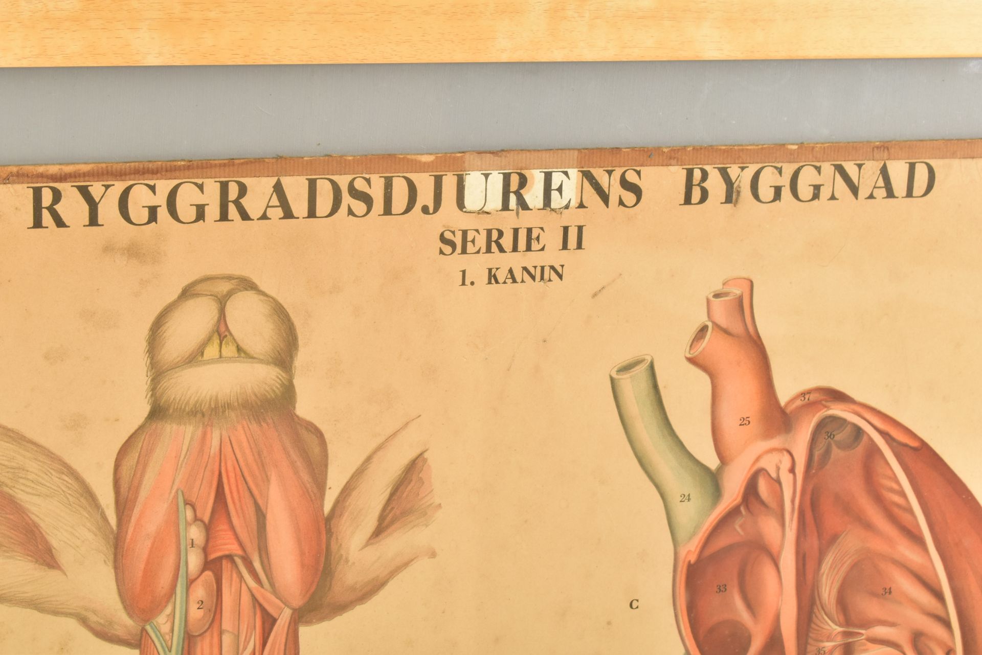 MID CENTURY SWEDISH ANATOMICAL EDUCATIONAL PRINT - Image 2 of 6