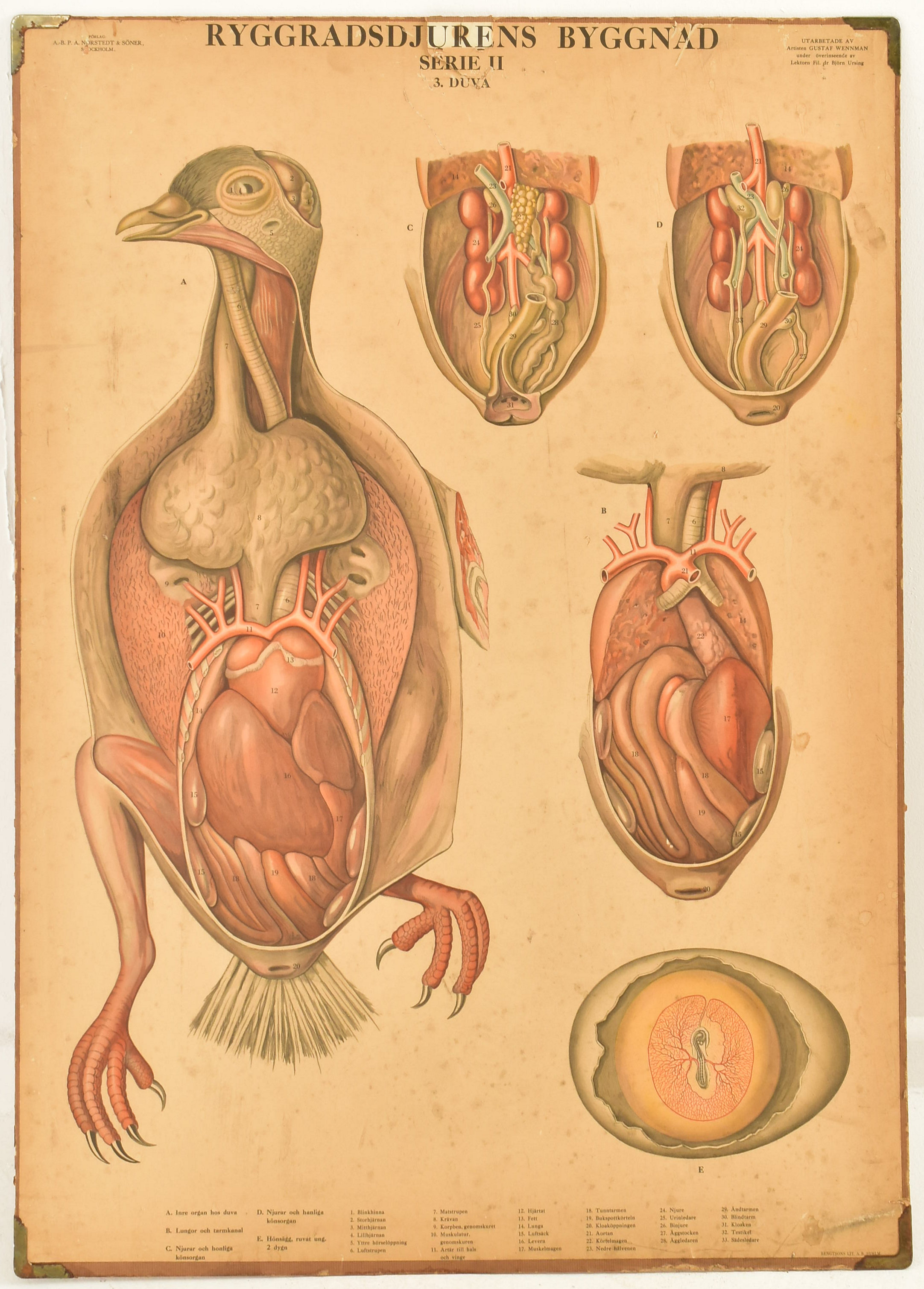 MID CENTURY SWEDISH ANATOMICAL EDUCATIONAL PRINT