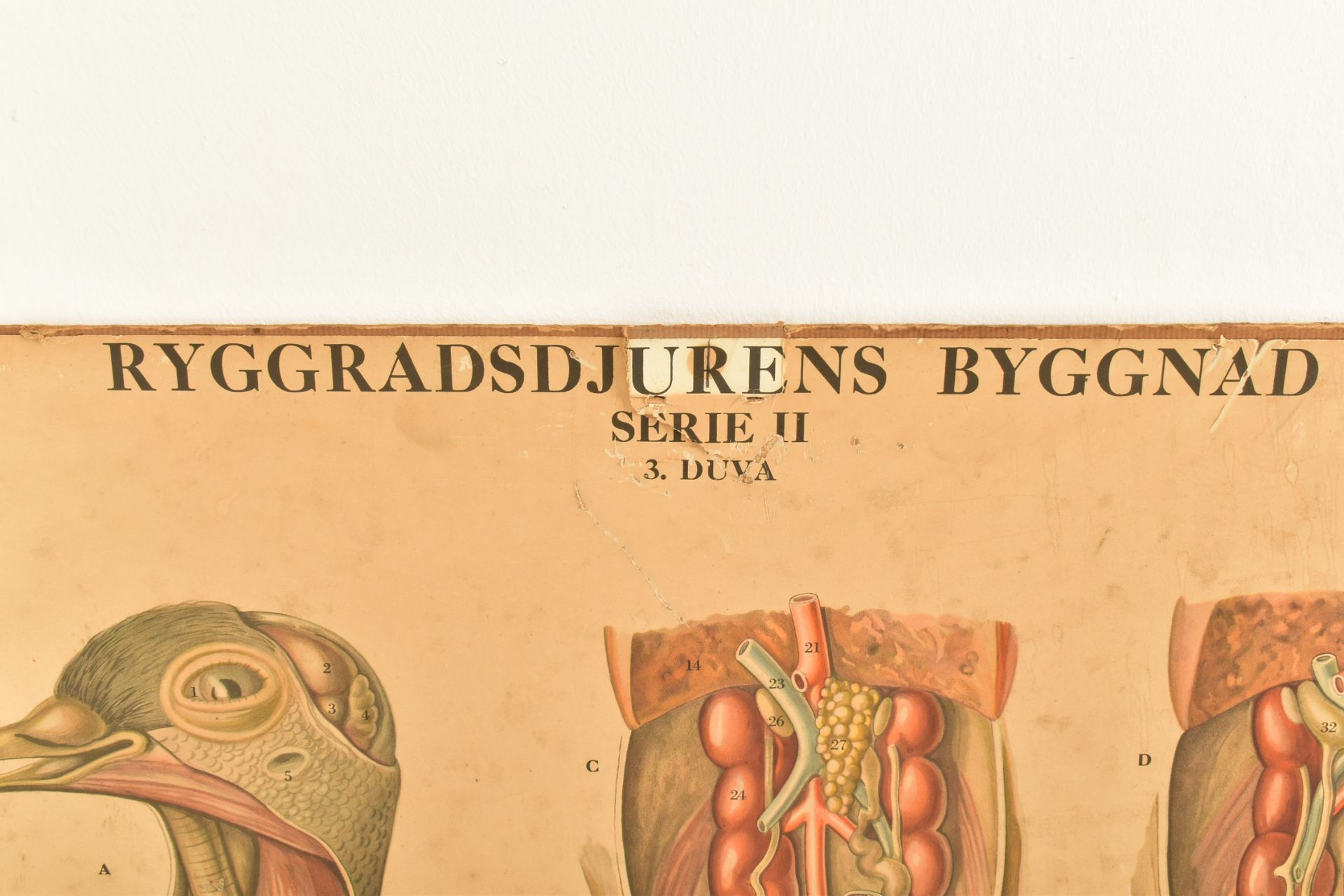 MID CENTURY SWEDISH ANATOMICAL EDUCATIONAL PRINT - Image 6 of 8