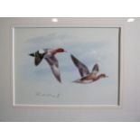 Rodger McPhail (b.1953) STUDY OF TWO DUCKS IN FLIGHT Signed watercolour, 11.5 x 16cm.