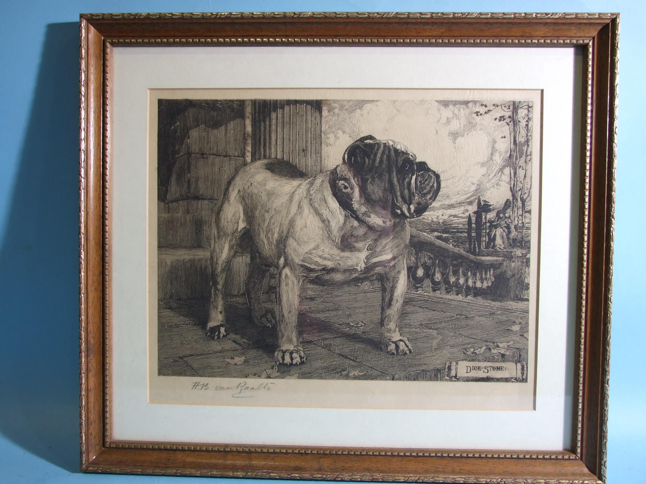 After Henri Benedictus Van Raalte (1881-1929), 'Study of a bulldog', titled 'Dick-stone', etching,