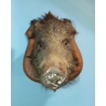 A taxidermy boar's head on hardwood plinth, (cracking to nasal area).