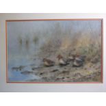 George Edward Lodge (1860-1954) DUCKS ON A RIVER BANK Signed watercolour, 27.5 x 43cm.