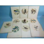 Lawrence Jossett (1910-1995), a collection of ten circular watercolour studies of birds, comprising: