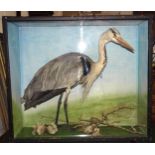 A late-19th/early-20th century taxidermied heron, within glazed case with painted background, case