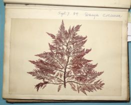 Phycology, a 19th century album of pressed seaweed specimens, 68 specimens on 65pp, Latin names