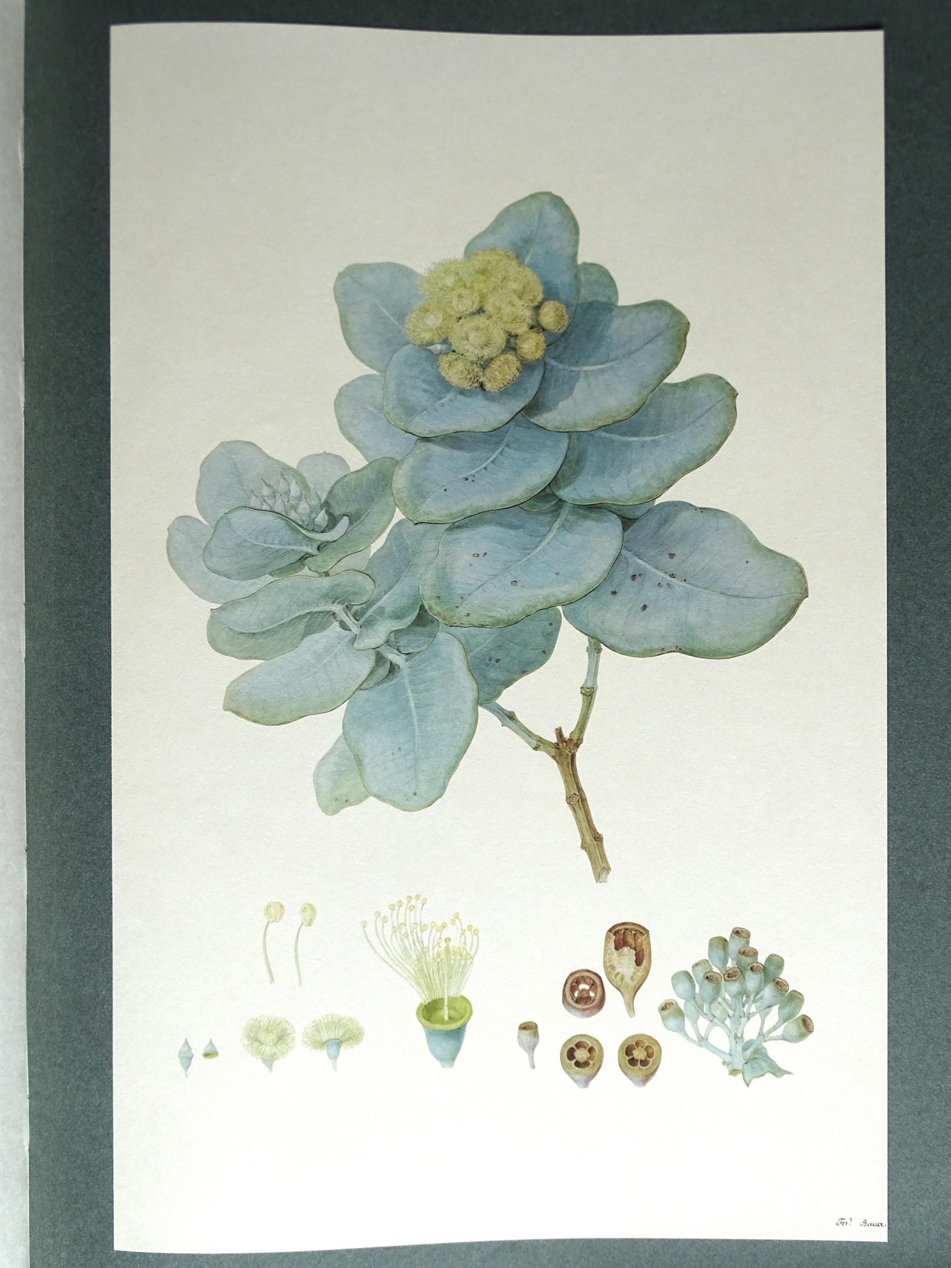 Stearn (William T), The Australian Flower Paintings of Ferdinand Bauer, Intro: Wilfrid Blunt, 1st - Image 3 of 5