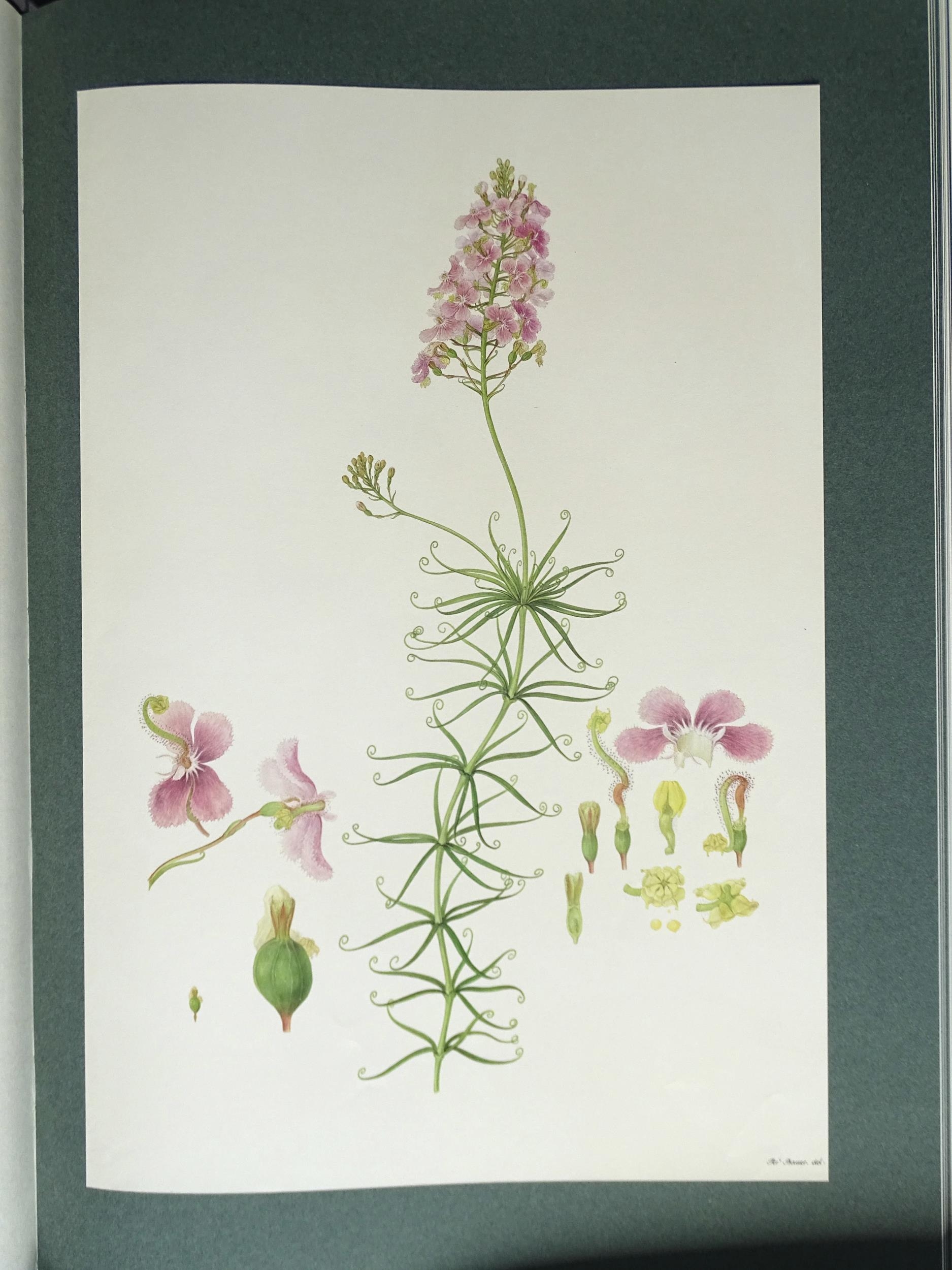 Stearn (William T), The Australian Flower Paintings of Ferdinand Bauer, Intro: Wilfrid Blunt, 1st - Image 4 of 5