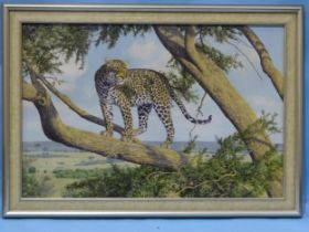 Anthony Gibbs (b. 1951) "MARA LOOKOUT", FEMALE LEOPARD ON TREE BRANCH Signed oil on canvas, 61 x