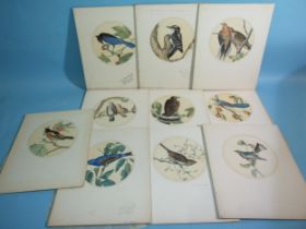 Lawrence Jossett (1910-1995), a collection of ten circular watercolour studies of birds, comprising: