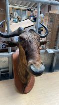 GNU MOUNTED HEAD (AF)