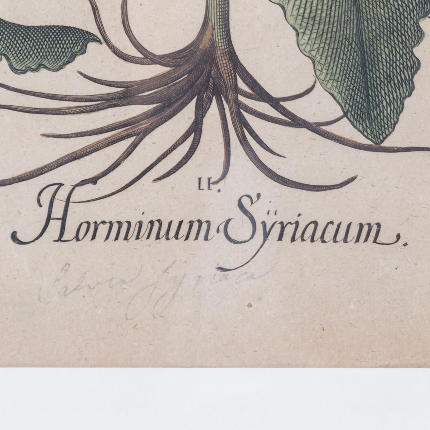 BESLER, BASILIUS, attr./nach (1561-1629), "Horminum hortense" aus "Hortus Eystettensis - Garten von - Image 6 of 10